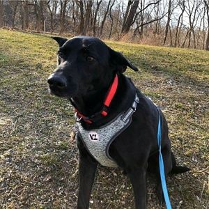 Meet your Posher, Steven